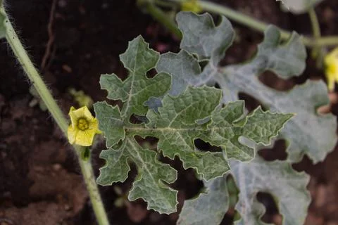 Watermelon in the garden Stock Photos
