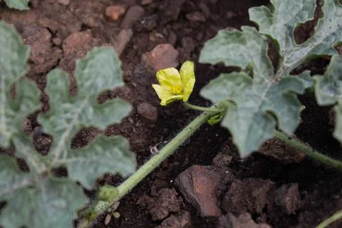 Watermelon in the garden Stock Photos