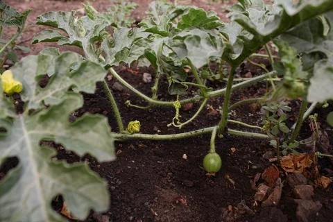 Watermelon in the garden Stock Photos