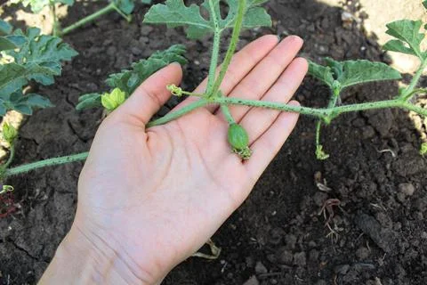 Watermelon in the garden Stock Photos