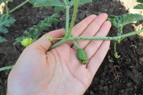Watermelon in the garden Stock Photos