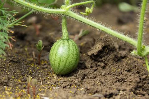 Watermelon in the garden Stock Photos