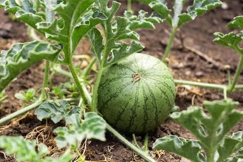 Watermelon in the garden Foto stock