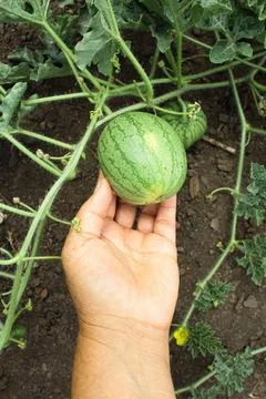 Watermelon in the garden Stock Photos