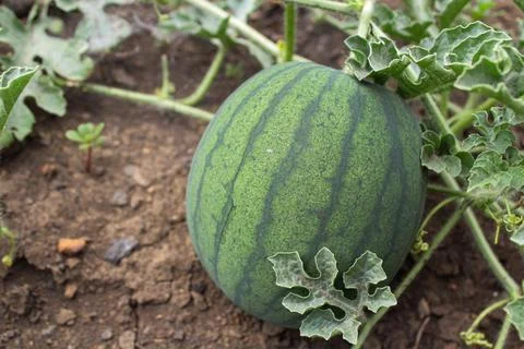 Watermelon in the garden Stock Photos