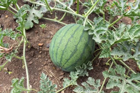 Watermelon in the garden Stock Photos