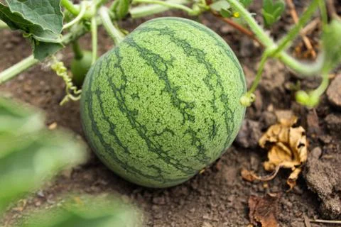 Watermelon in the garden Foto stock