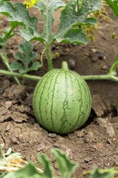 Watermelon in the garden Foto stock