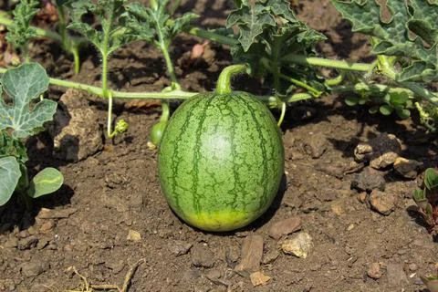 Watermelon in the garden Stock Photos