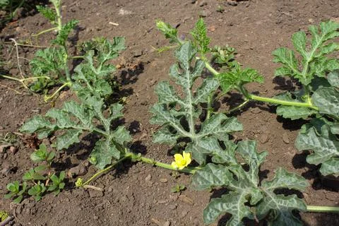 Watermelon in the garden Stock Photos