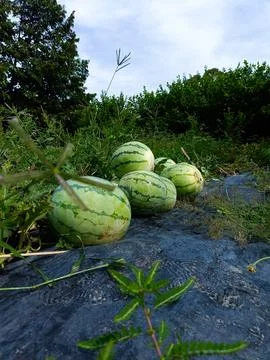 Watermelon garden 库存照片