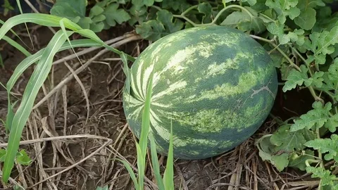 Watermelon on the ground Stock Footage 74911669