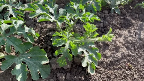Watermelon growing on a bed in a vegetable garden Stock Footage 312216326