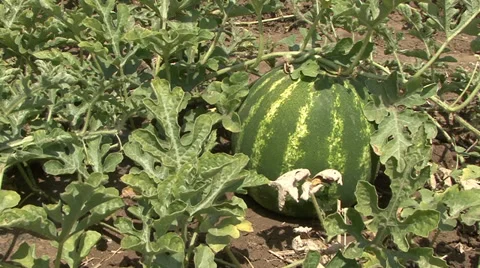 Watermelon growing in field 스톡 동영상 39670529