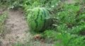 Watermelon Growing In Garden 4K 4k or 4k+ Resolution
