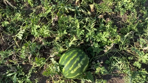 Watermelon growing in the garden, camera pulls back to show more watermelons Stock Footage 315363068