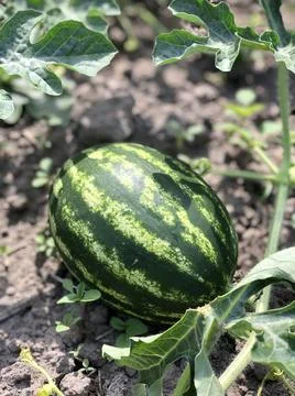 Watermelon grows in the field Stock Photos