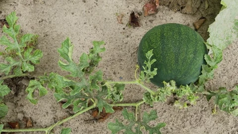Watermelon grows on the ground in an unusual region Stock Footage 306166393