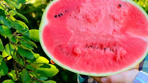 Watermelon half in hands in a summer garden in the rays of the sun Stock Footage 201303271