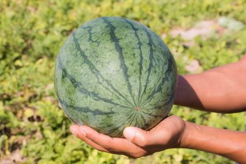 Watermelon on hand Stock Photos