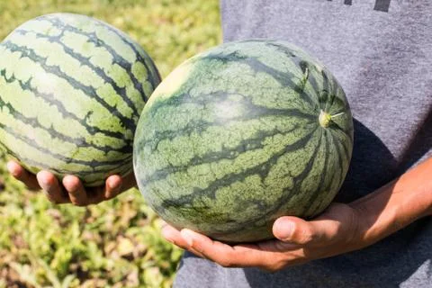 Watermelon on hand Stock Photos