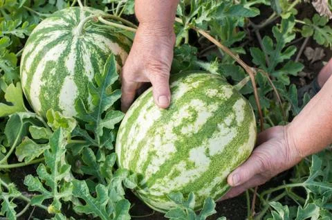 Watermelon in hands Stock Photos