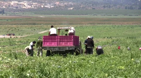 Watermelon harvest Видео 773867