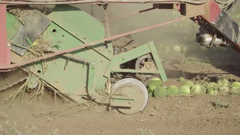 Watermelon Harvest Machine at work 4K 库存影片 150948878