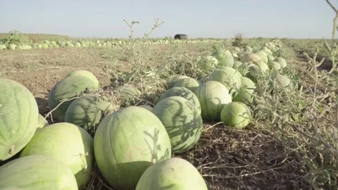 Watermelon Harvest Machine at work 4K 库存影片 150948887