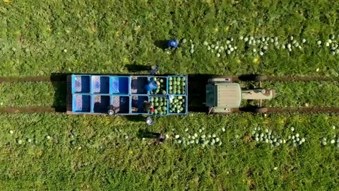 Watermelon harvest - time lapse Stock Footage 166085206