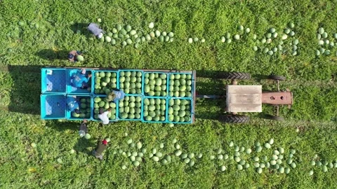 Watermelon harvesting time Stock Footage 166087849