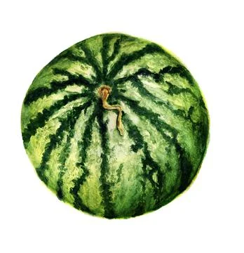 Watermelon Stock Illustration