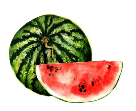Watermelon Stock Illustration
