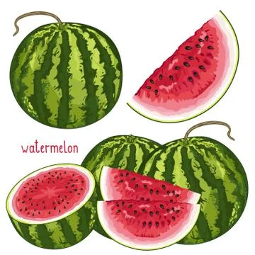 Watermelon Isolated, Vector. Stock Illustration