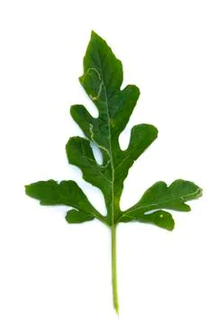 Watermelon leaf isolated on white Stock Photos