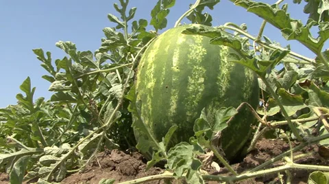 Watermelon - low angle Stock Footage 39671102