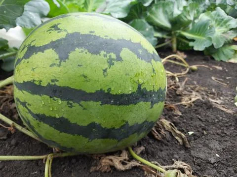 The watermelon is lying on the ground Stock Photos