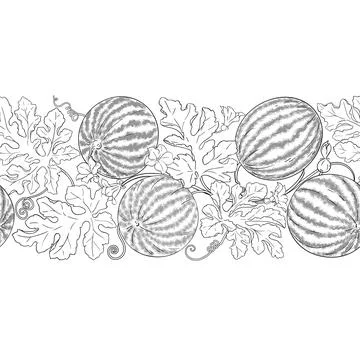 Watermelon Outline Horizontal Seamless Pattern. Stock Illustration