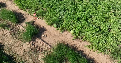 Watermelon Patch Drone Aerial View Burleson County Texas USA Stock Footage 335676442