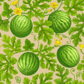 Watermelon pattern on color background Stock Illustration