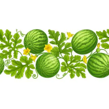 Watermelon pattern on white background Stock Illustration