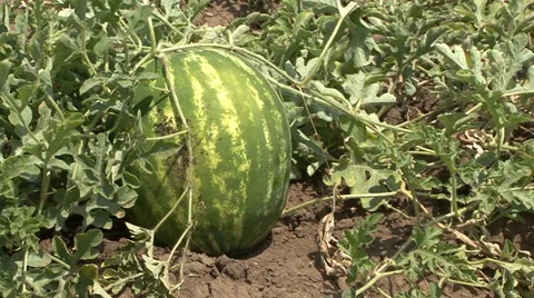 Watermelon at peak harvest Stock Footage 39670462