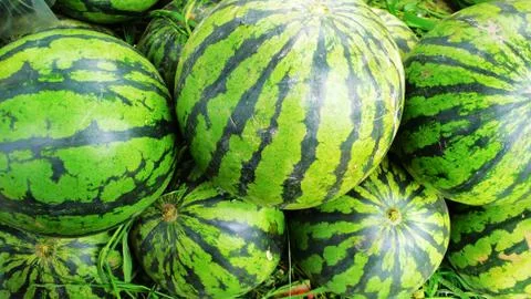 Watermelon Stock Photos
