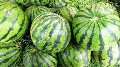 Watermelon Foto stock