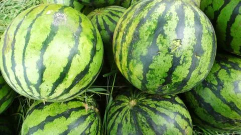 Watermelon Stock-Fotos