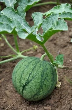 Watermelon Stock-Fotos