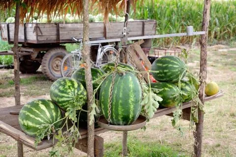 Watermelon Fotos Stock