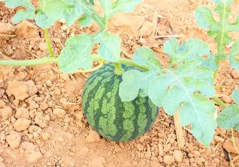 Watermelon Stock Photos