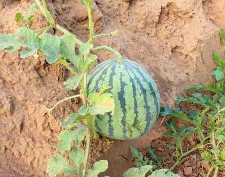 Watermelon Stock Photos