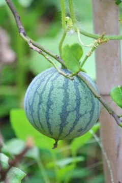 Watermelon Stock Photos